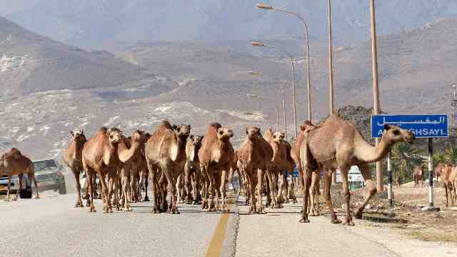 Enjoy Salalah's Stunning Natural Beauty and Wildlife 4 Al-Mughsayl-camels-of-Salalah-Oman-Travelstoyou