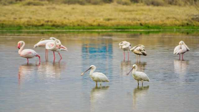 Enjoy Salalah's Stunning Natural Beauty and Wildlife 16 Eurasian-spoonbills-and-flamingos-at-a-lagoon-Nature-and-Wildlife-in-Salalah-Dhofar-governorate-Oman-By-Travelstoyou