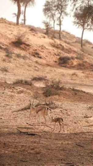 Gazelle-with-calf-baby-feeding-under-bushes-in-Ras-al-Khaima-desert-nature-reserve-sand-dunes