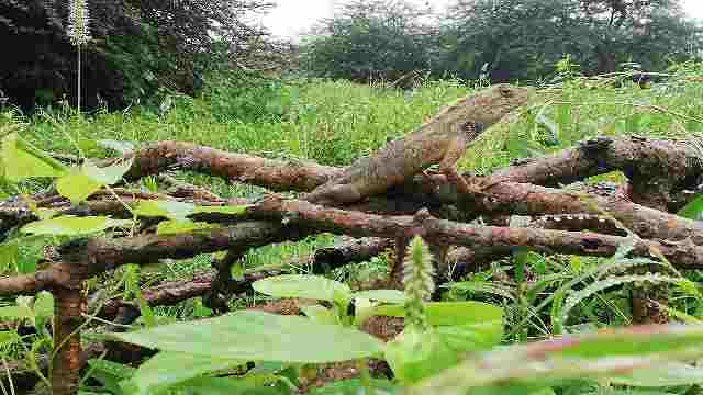 Enjoy Salalah's Stunning Natural Beauty and Wildlife 19 Lizard-Reptiles-and-Amphibians-from-Salalah-Dhofar-Oman