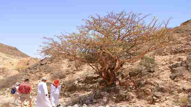 Natural-wonders-in-Slalah-Oman
