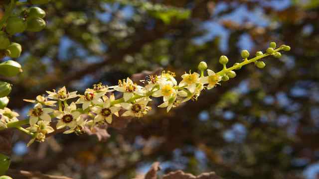 Enjoy Salalah's Stunning Natural Beauty and Wildlife 21 Oman-Dhofar-Salalah-Insects-and-Arachnids