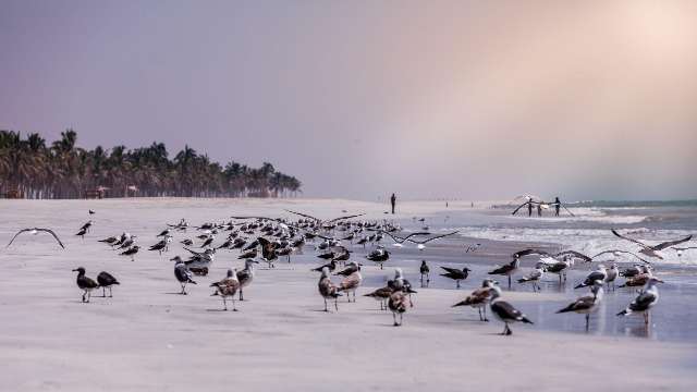 Enjoy Salalah's Stunning Natural Beauty and Wildlife 17 Salalah-Birds-on-th- Beach-Dhofar-Oman-Travelstoyou