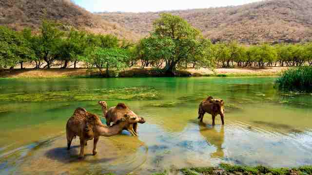 Salalah-Oman-Wadi-darbat-Nature's-Bounty-Travelstoyou
