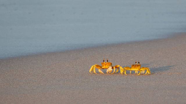 Enjoy Salalah's Stunning Natural Beauty and Wildlife 20 The-crabs-Marine-Life-beach-in-Salalah-Oman