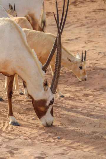 Top Excursions and Tours in Oman: 2024 Travel Guide