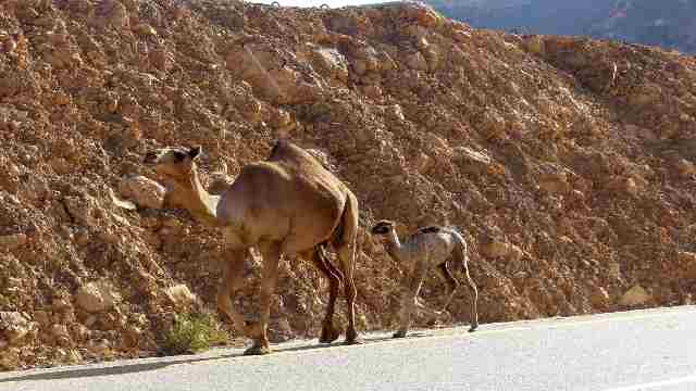 Enjoy Salalah's Stunning Natural Beauty and Wildlife 18 camels-Mammals-in-Salalah-Travelstoyou-dhofar